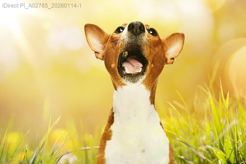 讓你家犬貓愛上沐浴，這幾個洗澡神招你試過沒？